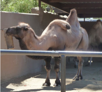 Do Camels' Humps Really Hold Water? – PLE Disease Ecology