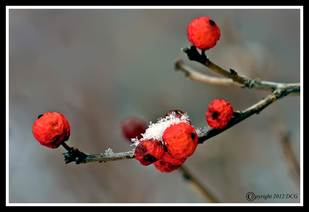 Winter-Berries-01-31-01acr-XL.jpg