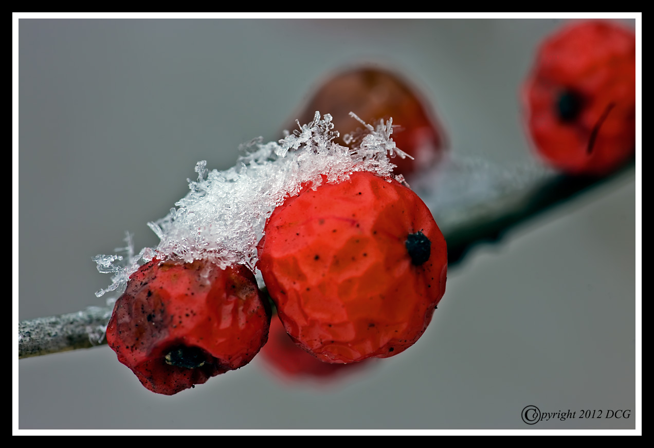 Winter-Berries-01-31-05cr-X2.jpg
