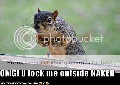 funny-pictures-squirrel-locked-outs.jpg